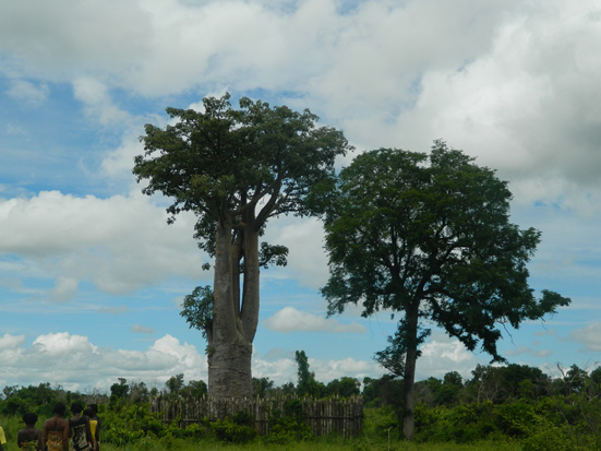 The legendary baobab named Andampanampela in the Mahabo district. Baobab légendaire nommé Andampanampela dans le district de Mahabo