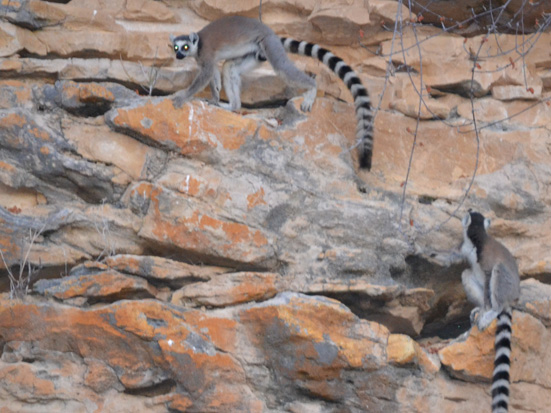 Journal Madagascar Conservation & Development, Vol8|Iss2