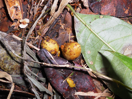 Seeds of Abrahamia thouvenotii dispersed through defecation by Varecia variegata editorum in Ranomafana National Park. Onja Razafindratsima. Madagascar Conservation & Development.