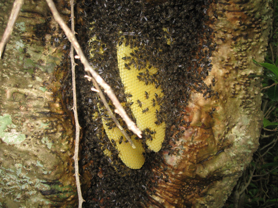 Tree as beehive with honey in the Agnalavelo forest, photo by Tabita Randrianarivony