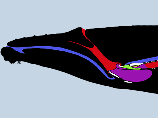 Schematic diagram of a Humpback whale head. Joy S Reidenberg. Madagascar Conservation & Development. Megaptera novaeangliae