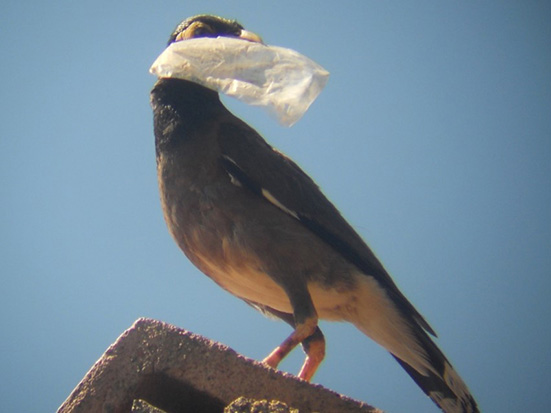 Common Myna in Antananarivo, Madagascar; plastic bag as material for a Common myna's nest