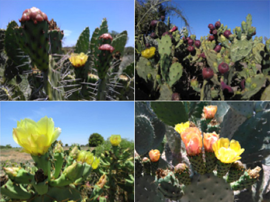 From left to right, top to bottom: Opuntia monacantha, Opuntia ficus-indica, Opuntia stricta, Opuntia sp. “Vilovilo”; cactus pear; Madagascar; seed oil; livelihood; Madagascar Conservation & Development