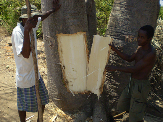 bark removed of Adansonia grandidieri in Bekonazy site (©Andriafidison 2010)