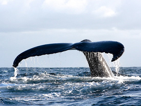 Cetamada; Île Sainte-Marie; Madagascar; Humpback whale; Baleine à bosse; Megaptera novaeangliae