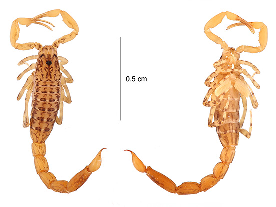 Microcharmus andrei sp. n. Male holotype