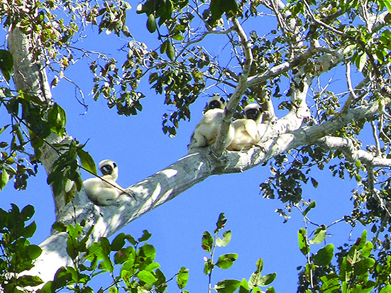 Propithecus deckenii in Andranomanenty – Besalampy, Madagascar