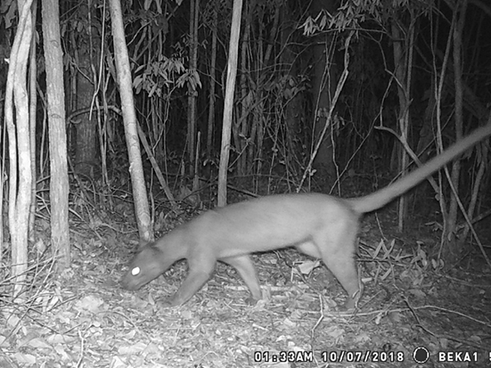 The fosa, Cryptoprocta ferox, capture event of native Madagascar carnivores in the Loky-Manambato Protected Area
