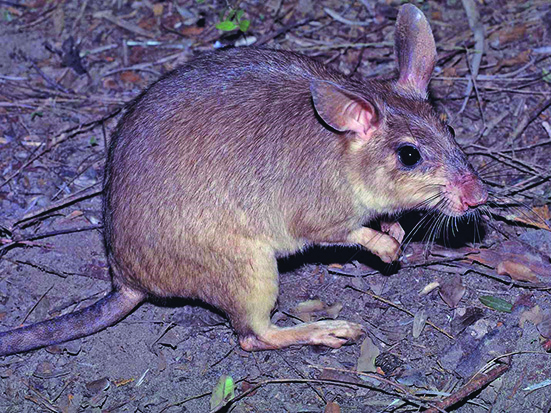 Giant jumping rat (Hypogeomis antimena) found only in the Menabe forests. Photo courtesy of Harald Schütz