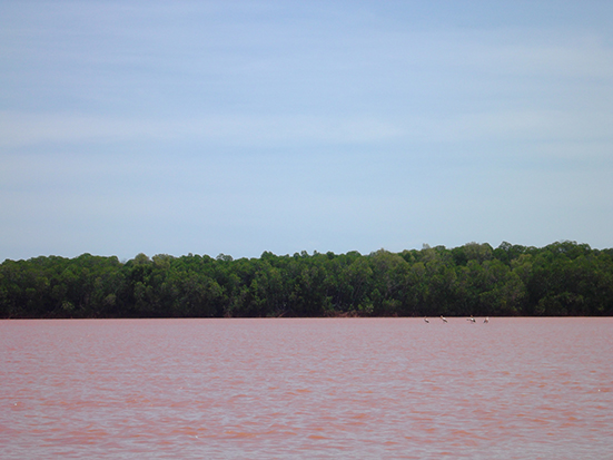 Mangrove à Ampisopitsoka, Mycteria ibis