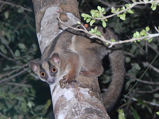 The Pale for-marked lemur (Phaner pallescens), one of the noctural lemur observed in the Tsimembo Manambolomaty Protected Area