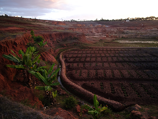 Banana and tomato cultivation at a former site of brick production in the commune of Imerintsiatosika. Areas where brick production has stopped are often repurposed for agriculture. Photo Samuel Feibel