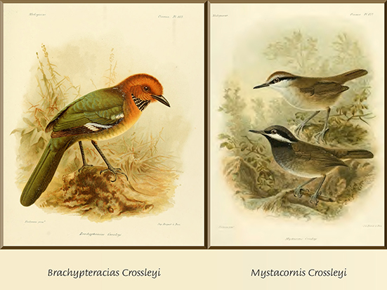 Illustration of Brachypteracias crossleyi and Mystacornis crossleyi, two bird species named after Alfred Crossley. From Milne-Edwards & Grandidier's Histoire Physique, Naturelle et Politique de Madagascar, Histoire Naturelle des Oiseaux (1876–1881)