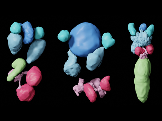 MuCT scans of diagnostic reproductive anatomy of 3 Malagasy leeches, new species to the right