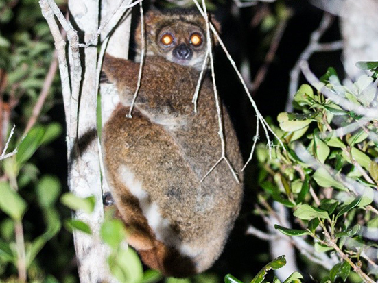 Avahi laniger in Ambohidray Protected Area. Photo: Rija Rakotoarisoa