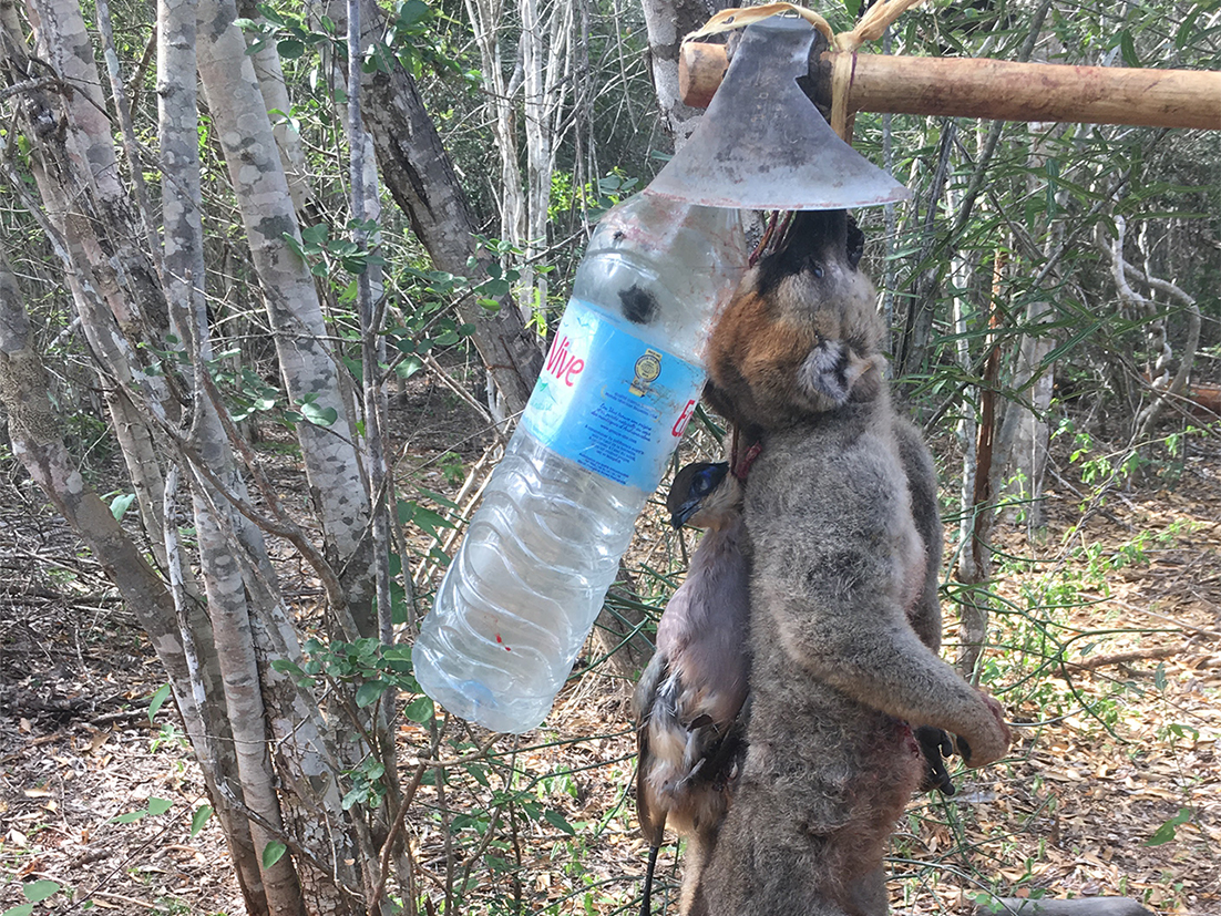 A red-fronted lemur (Eulemur rufifrons) and an olive-capped coua hunted (Coua olivaceiceps) near the study site, illustrating local subsistence practices